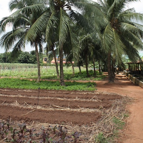 Agroforesterie